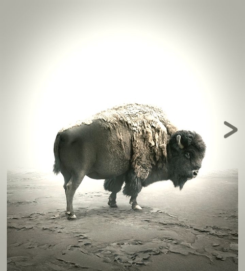 Bison