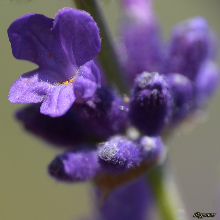 lavender