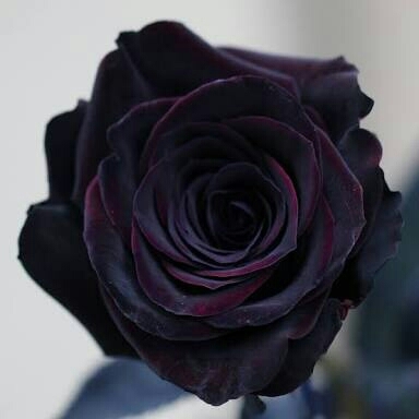 黒薔薇