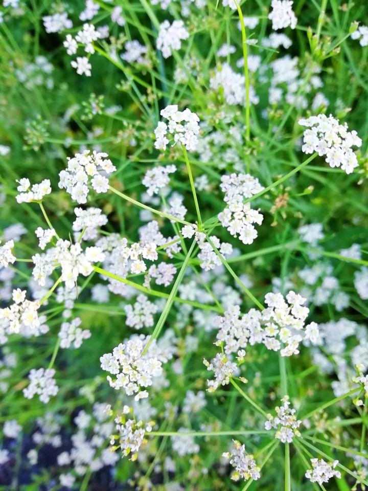 White flowers