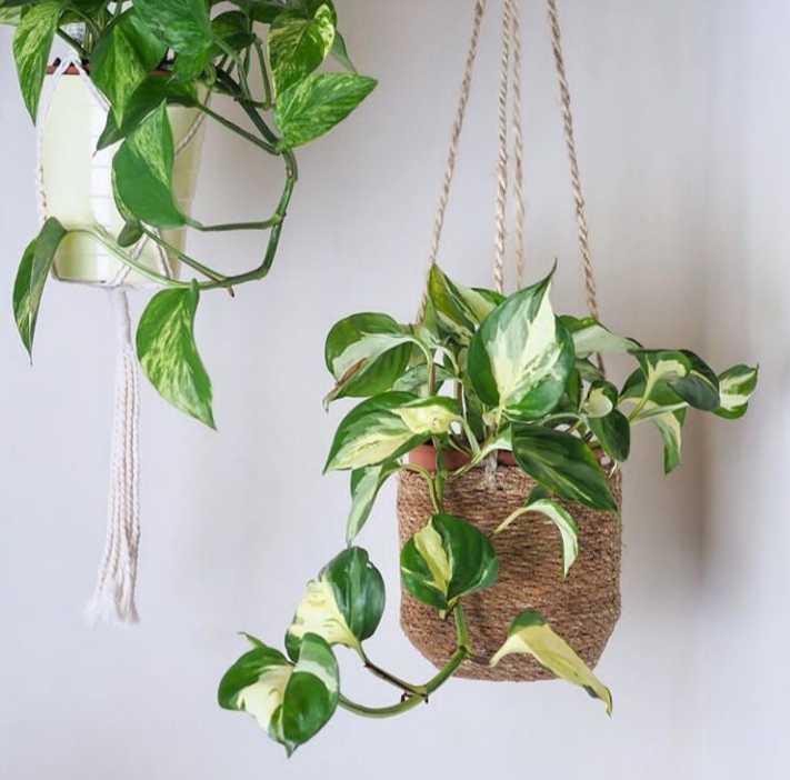 plant
