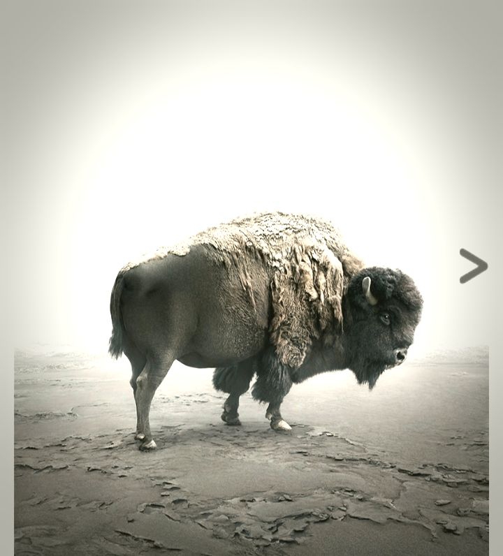 Bison