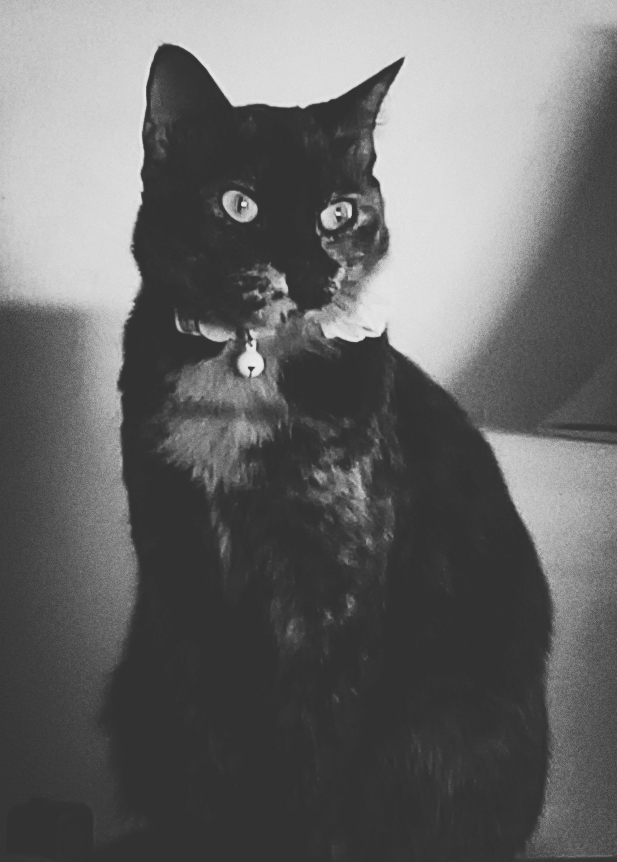 Karma Kitty
