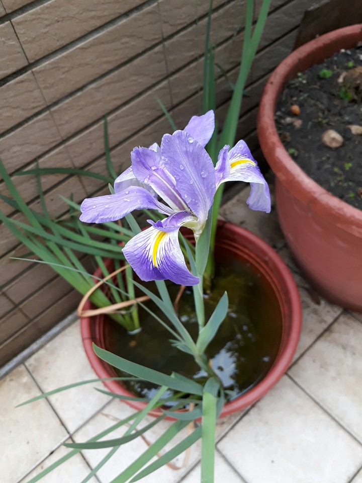 iris