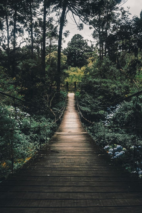 jungle?️⛰️
