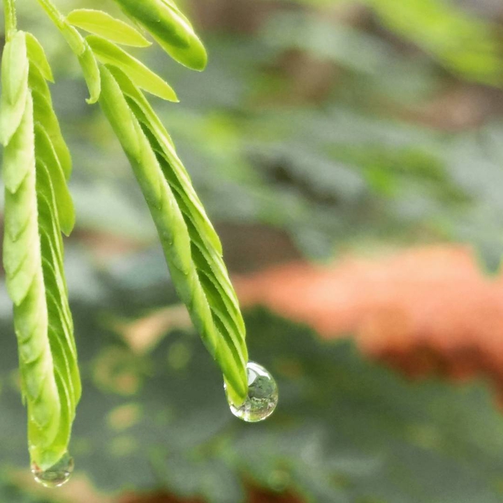 waterdrops
