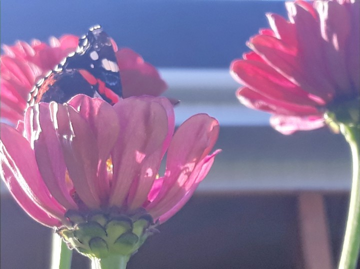 Beautiful summer