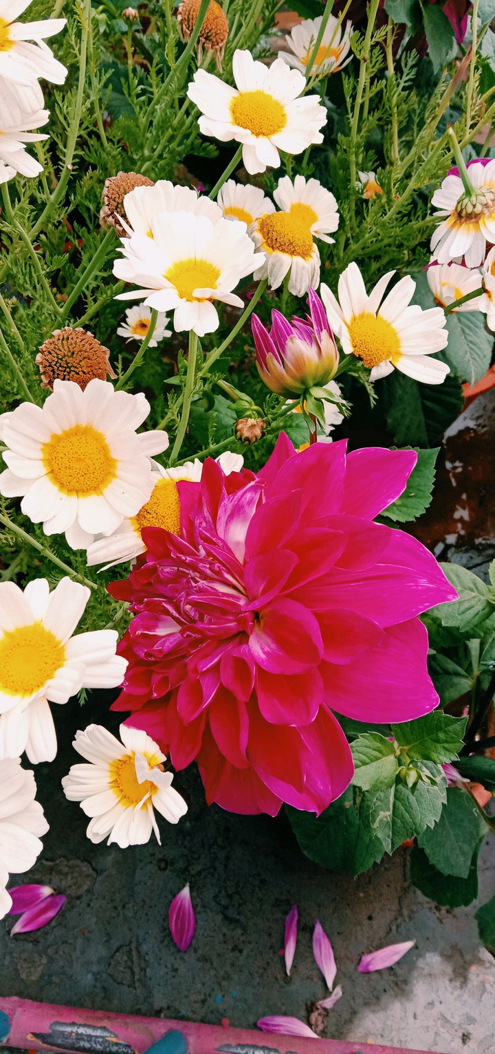 Flowers
