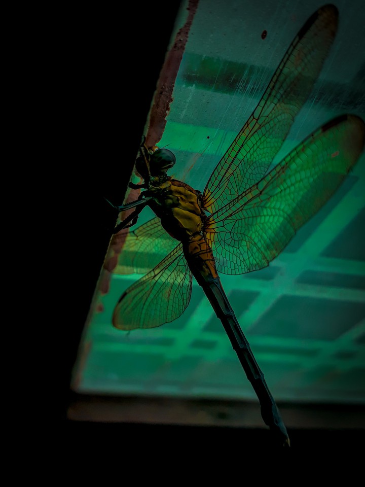 Dragonfly