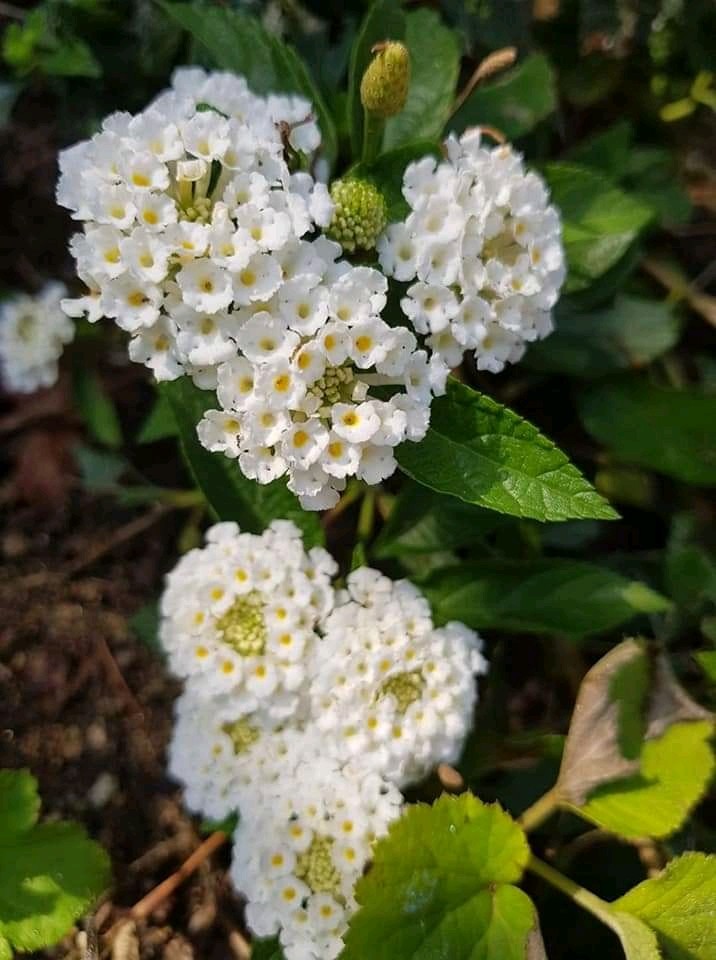 White  heart of Lantana