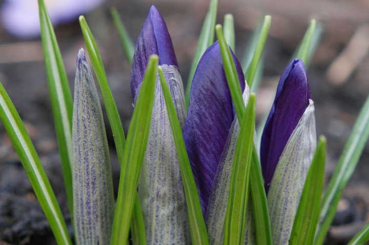 Frühling