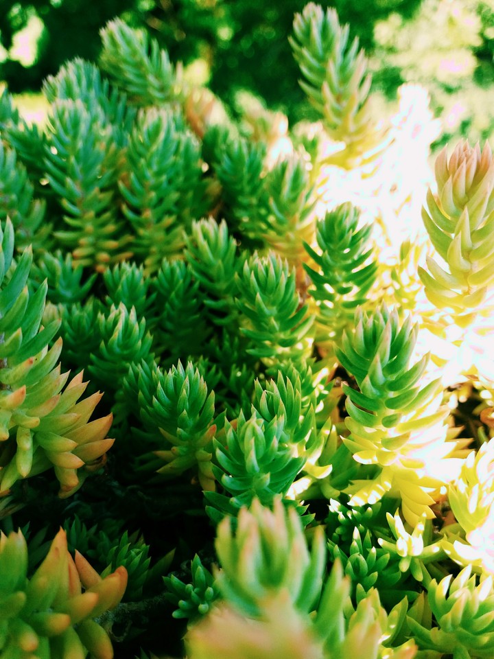 équipe de plant