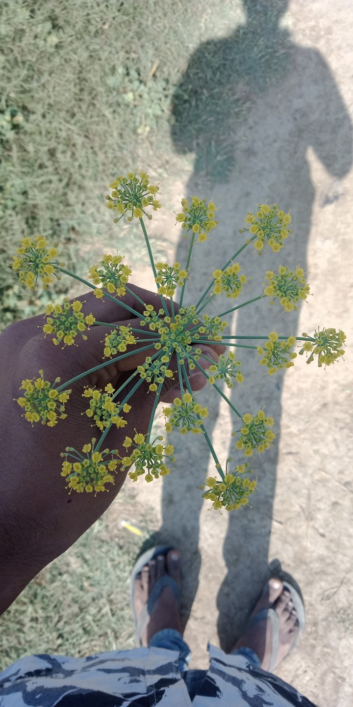 yellow flowers