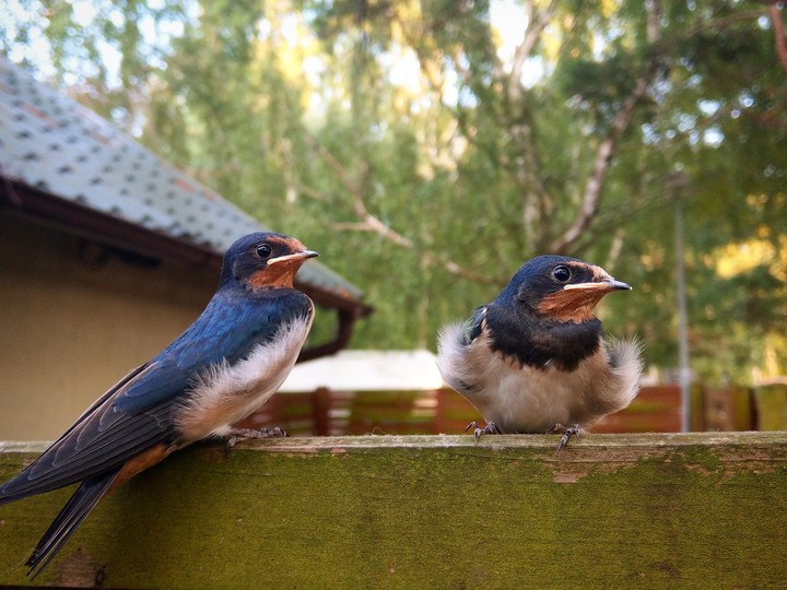 Birds in hell