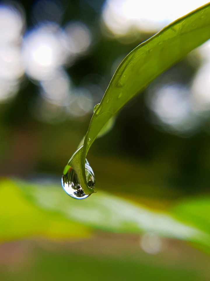 Water drops on leaf