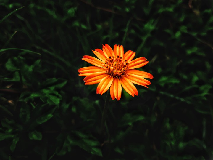 trip_00__graphy/flowers