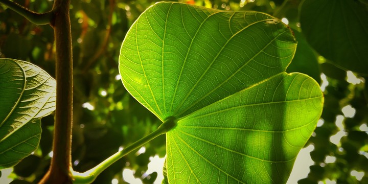 leaf