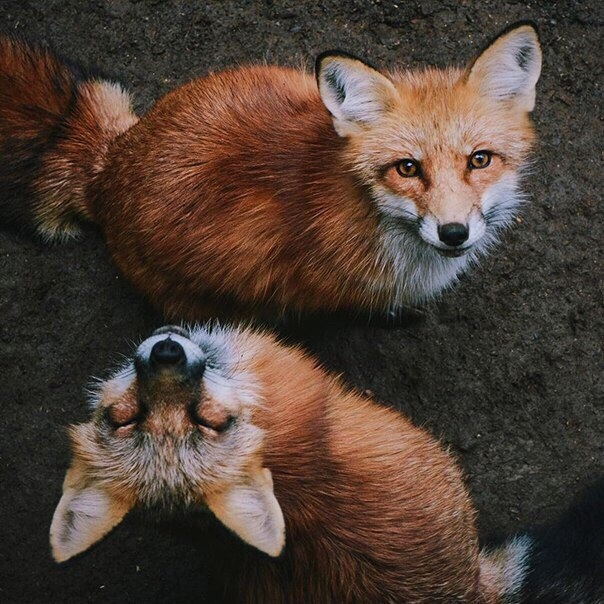 Fox