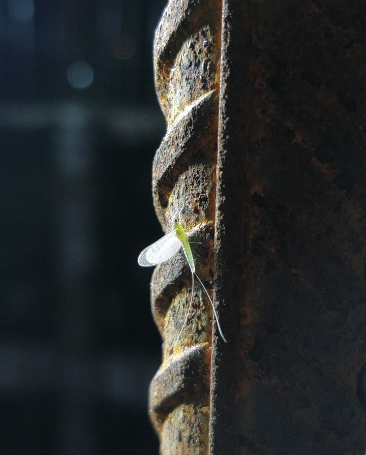 Insect