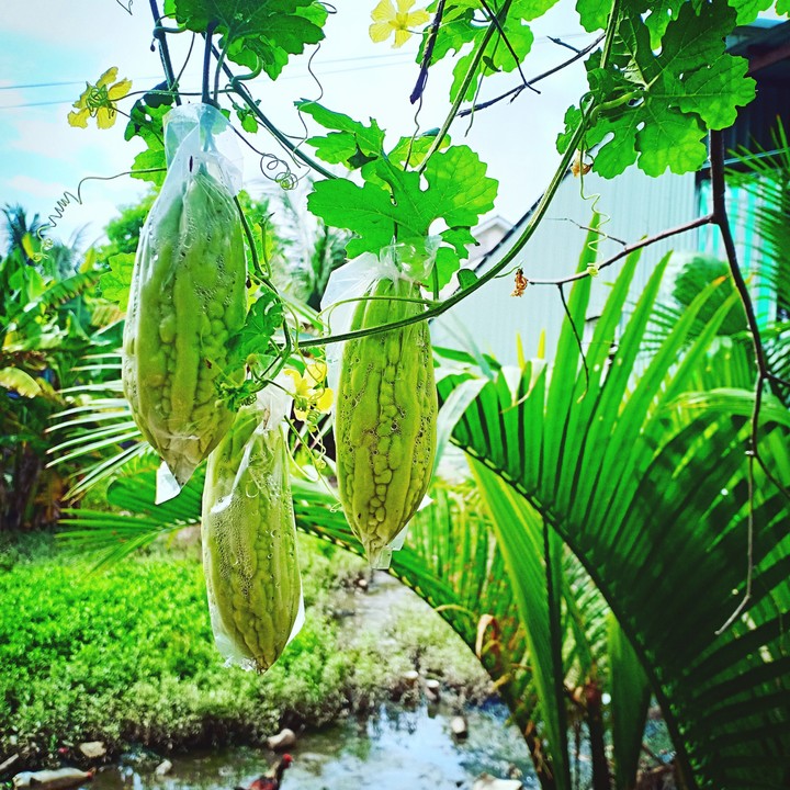 vườn nhà