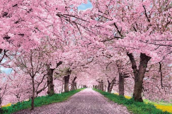 Cerry blossom