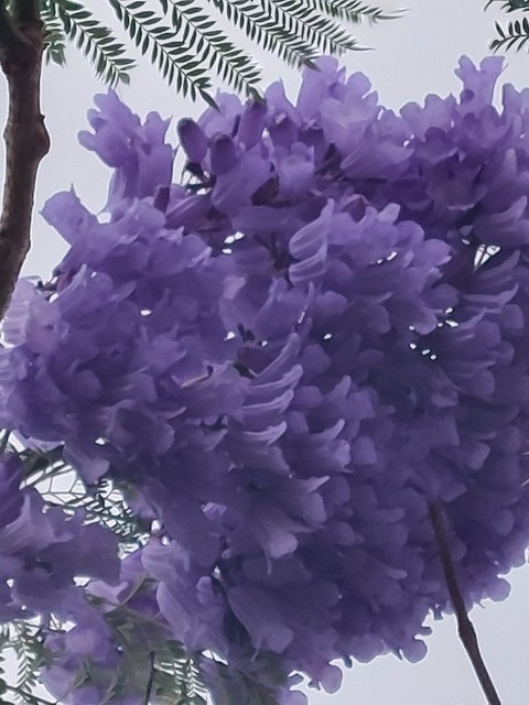 botany, violet háttérképek