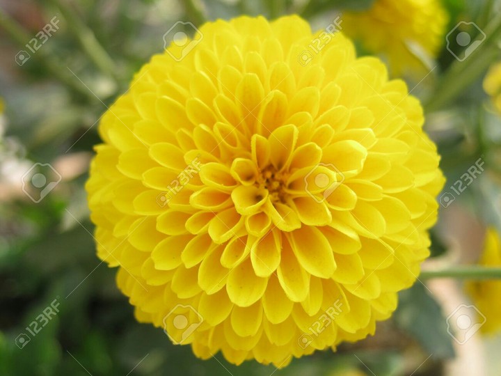 chrysanthemum