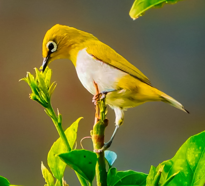 birds. Nature