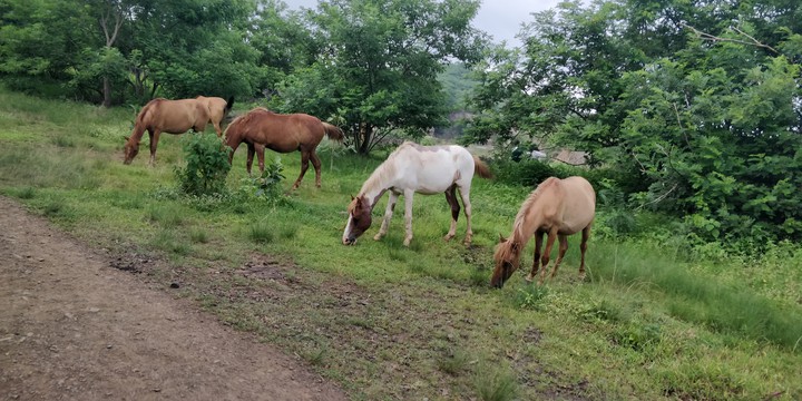 Grazing