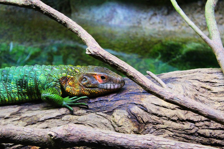Green Dragon, Singapore Zoo