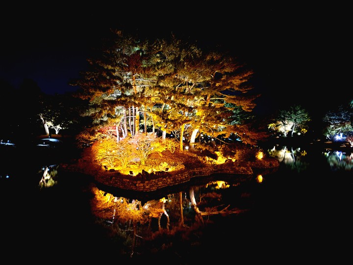 forest