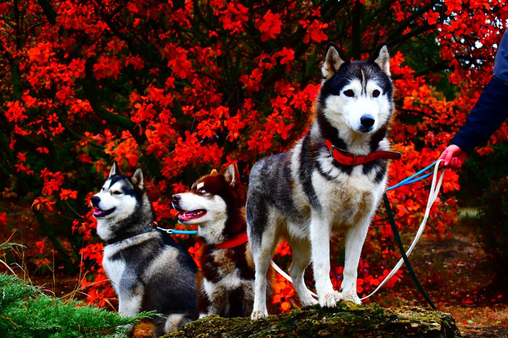 Siberian husky