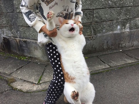 wao wao