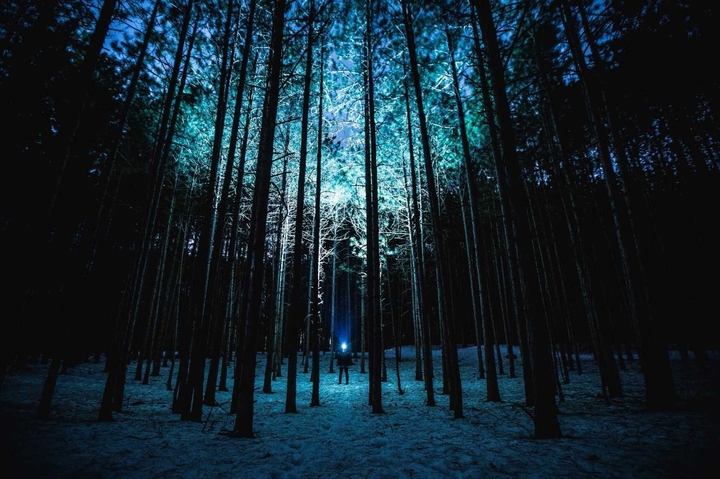лес ночью