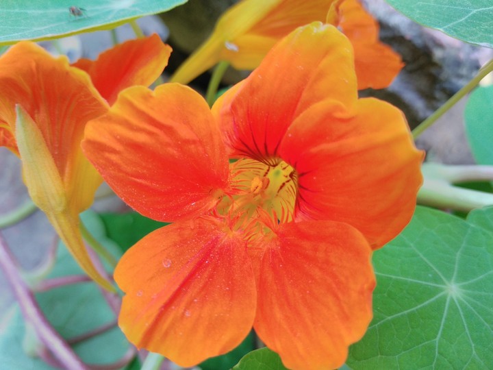 flowers