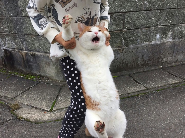 wao wao