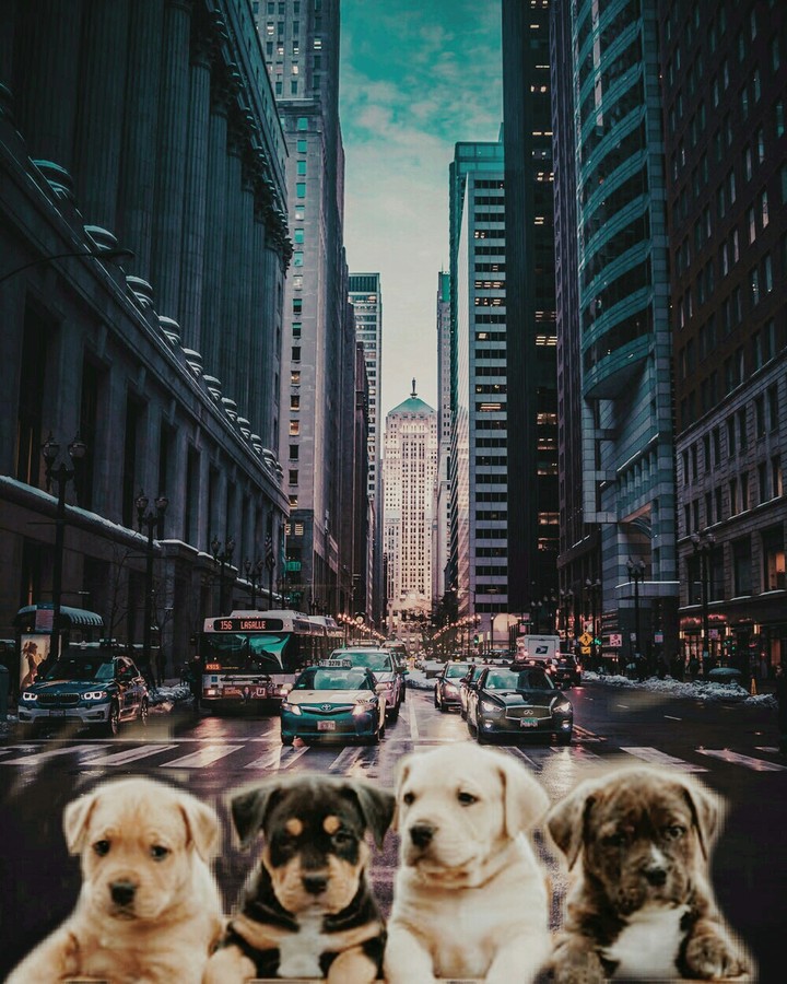 Pupies