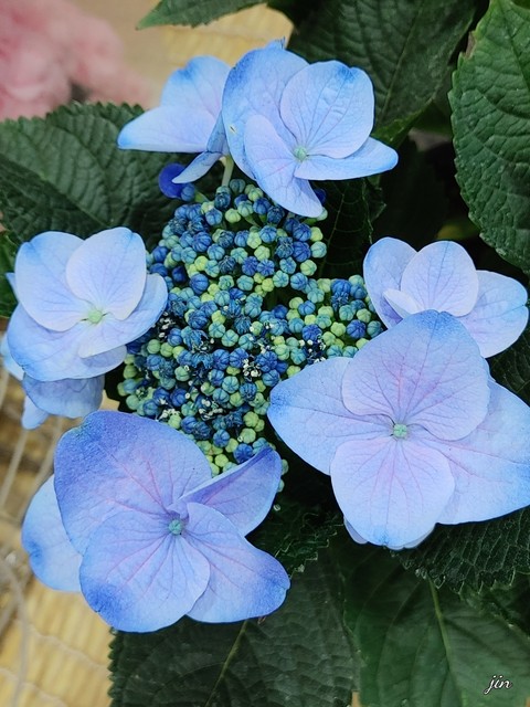白色, summer壁纸
