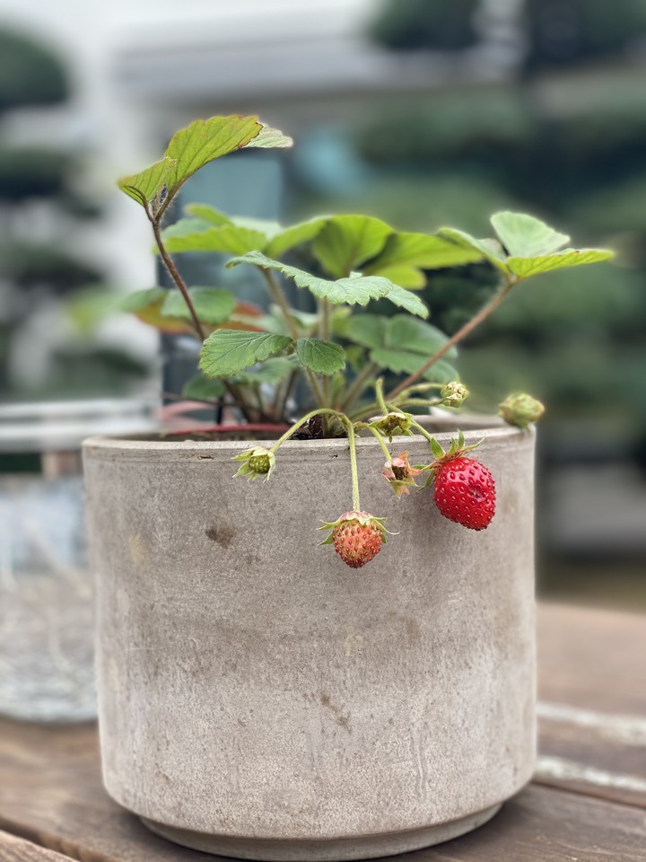 가을 딸기