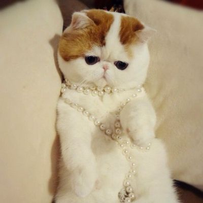 кот