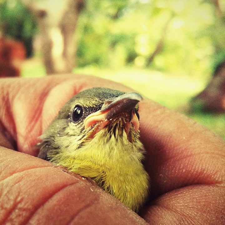 Bird in hand