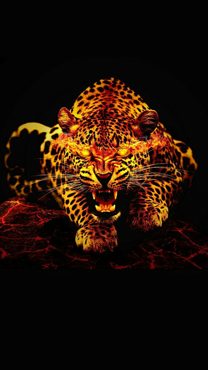 animals