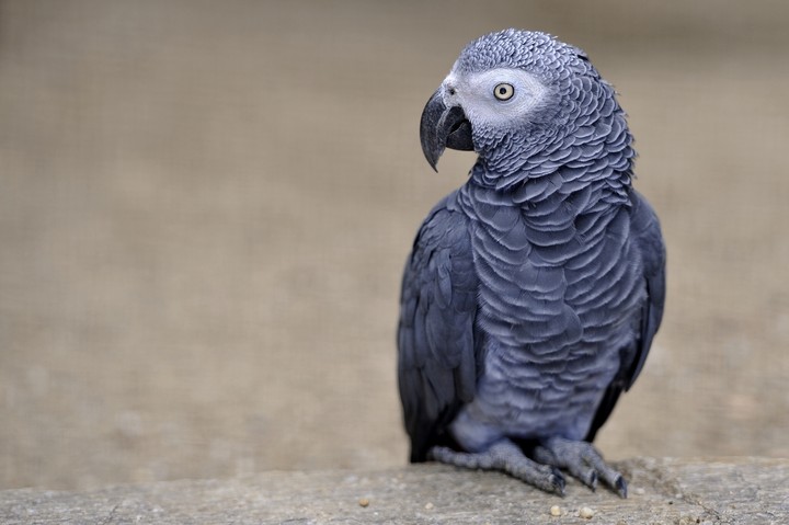 ❇〰 Grey Parrot 〰❇