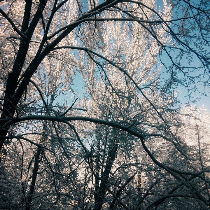 Winter trees