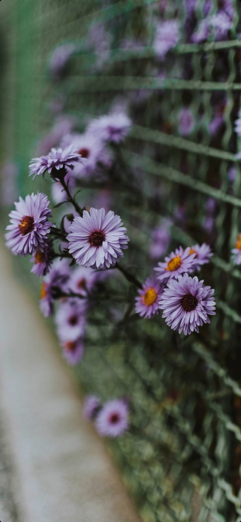 flower, purple duvar kağıtları
