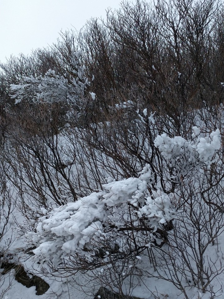 상고대