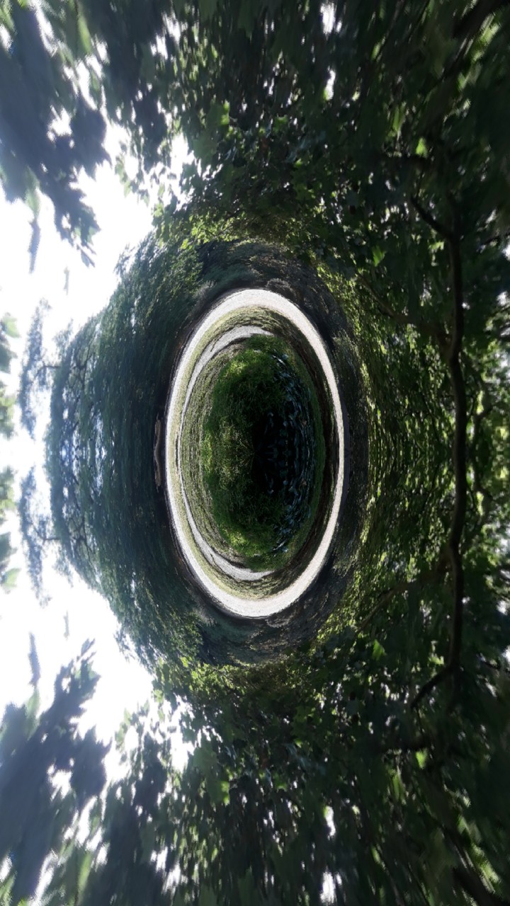 bäume 2