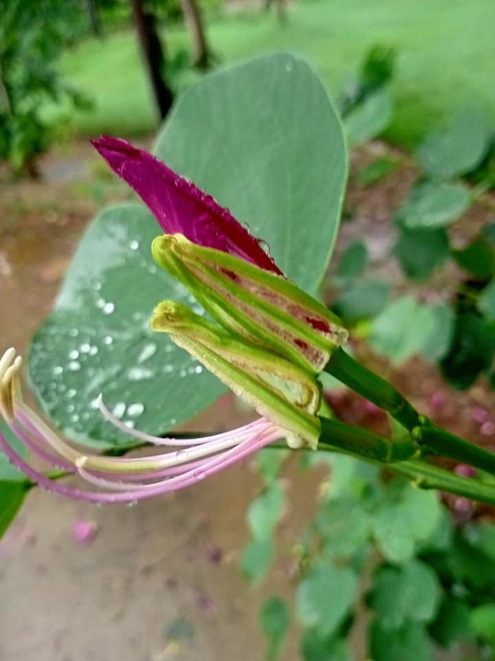 raindrops on a flower
