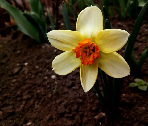 шпалери spring, petal