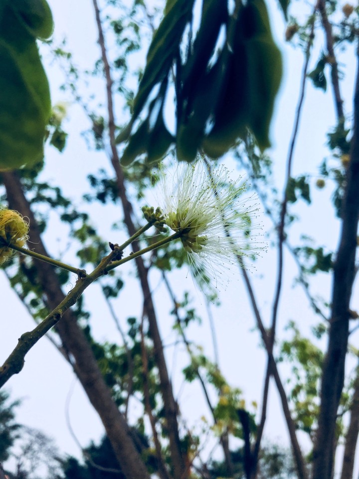nature